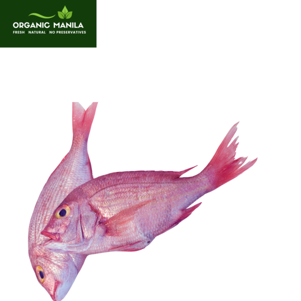 Red Snapper