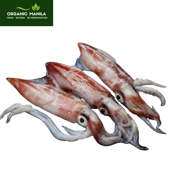 Squid, Pusit