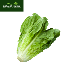 Romaine Lettuce