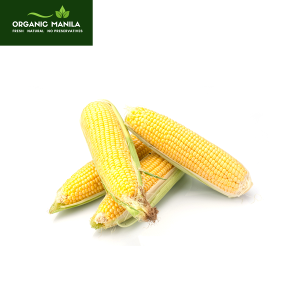 Maize / Corn